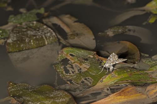 Réf. 265 194 : Elophila nymphaeata